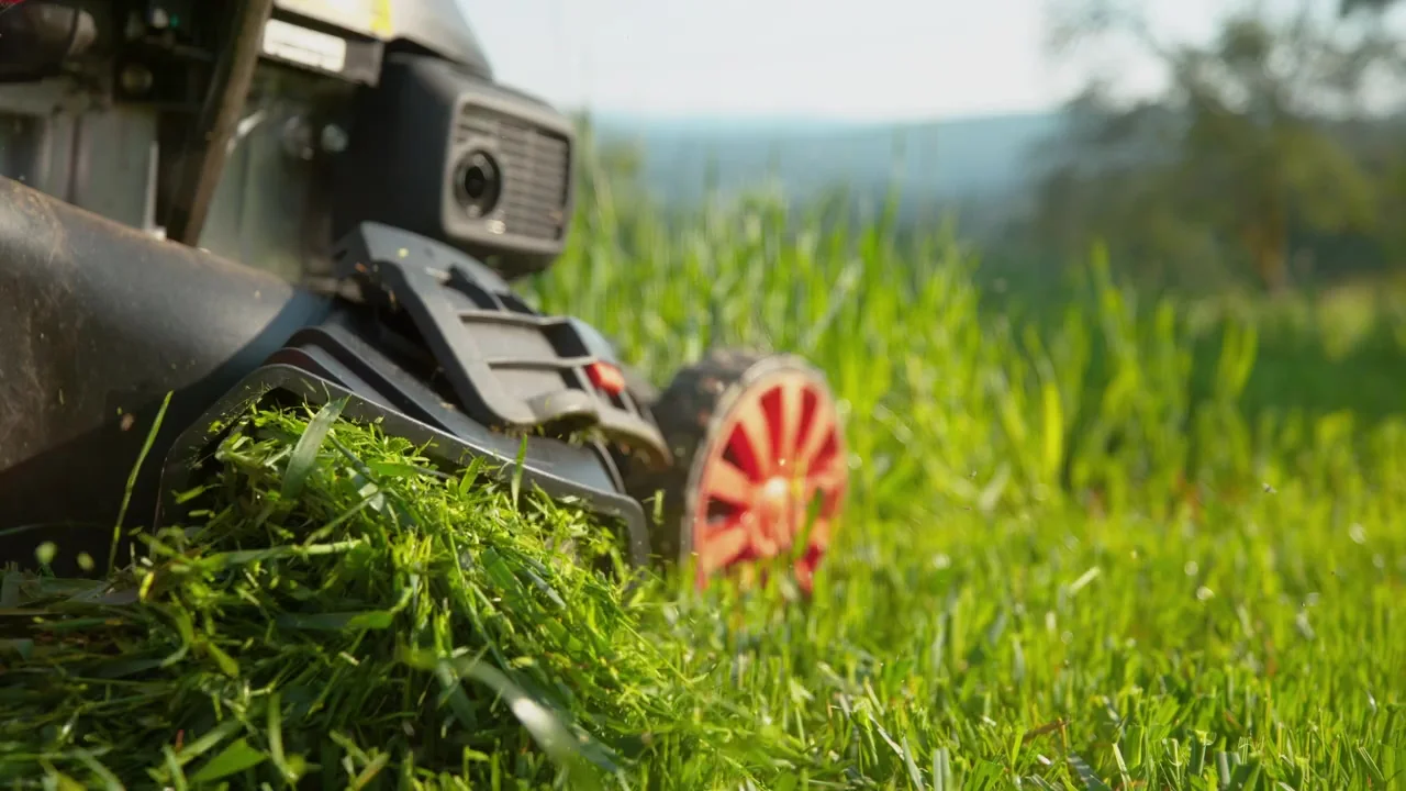 Freshly mowed lawn